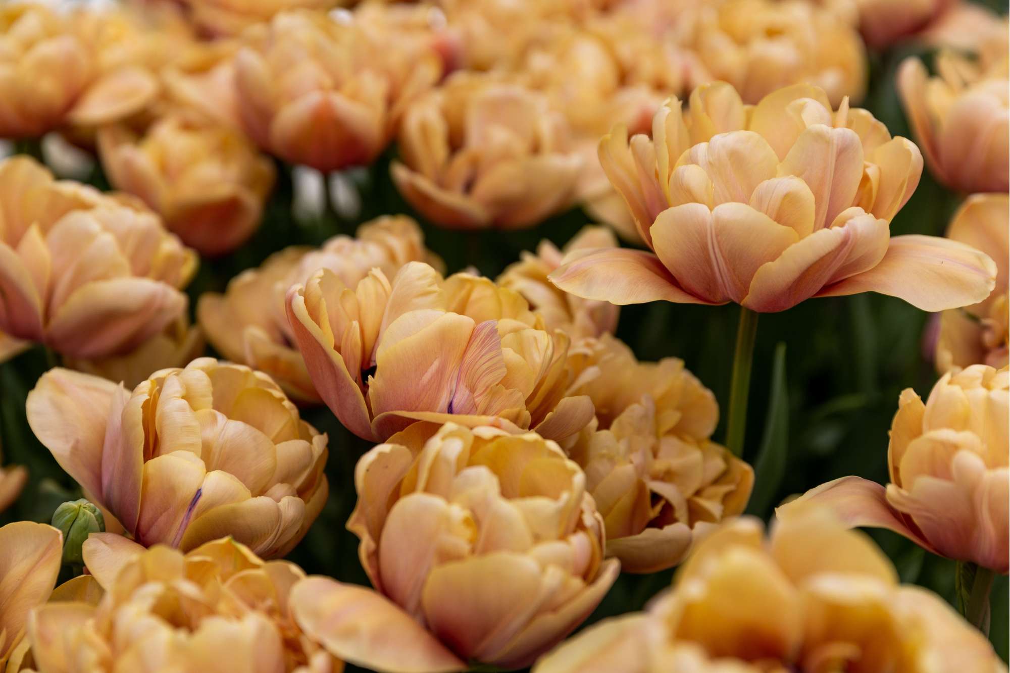 Tulpe 'La Belle Époque'